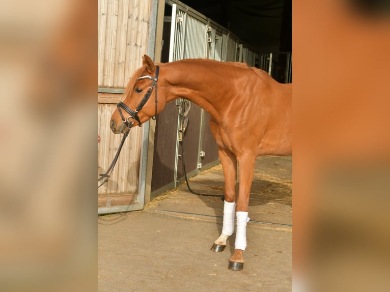 German Riding Pony Gelding 4 years 14 hh Chestnut-Red in Geilenkirchen