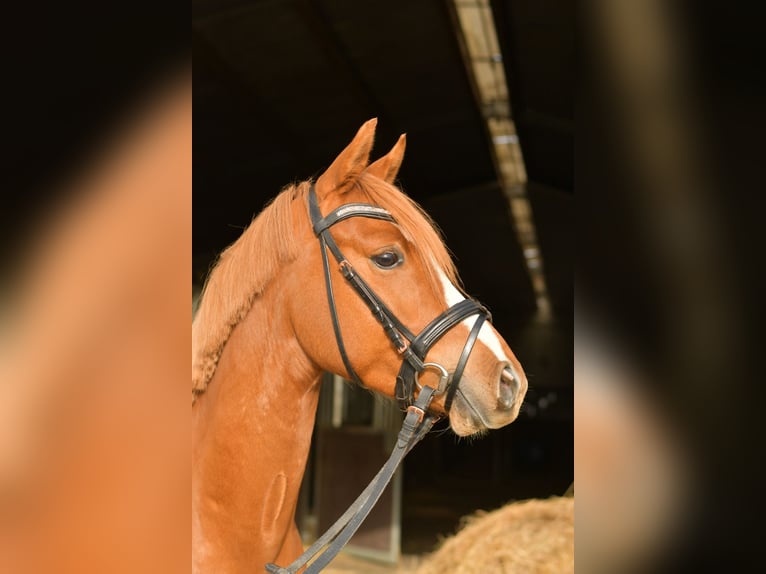 German Riding Pony Gelding 4 years 14 hh Chestnut-Red in Geilenkirchen