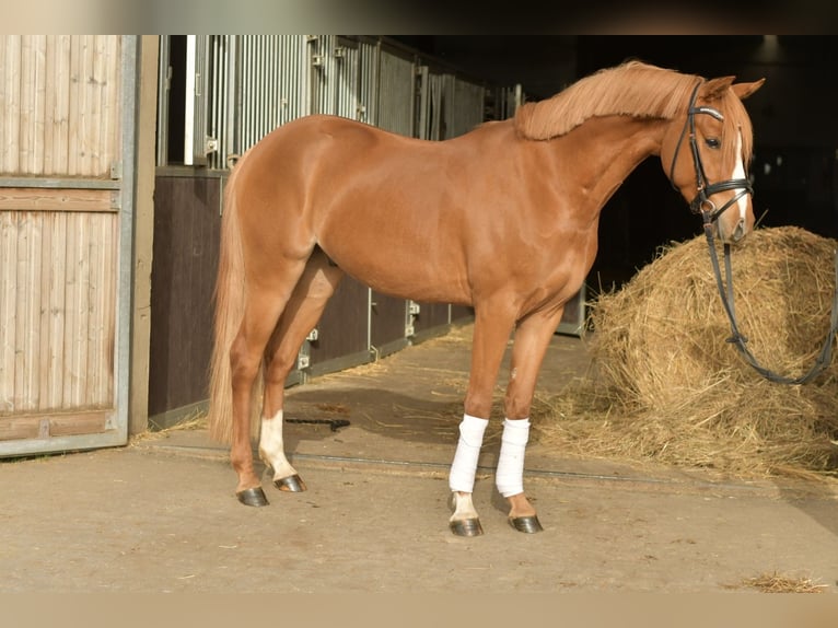 German Riding Pony Gelding 4 years 14 hh Chestnut-Red in Geilenkirchen