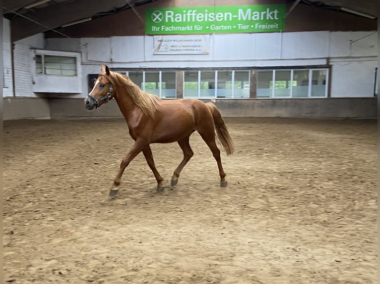 German Riding Pony Gelding 4 years 14 hh Chestnut-Red in Viersen