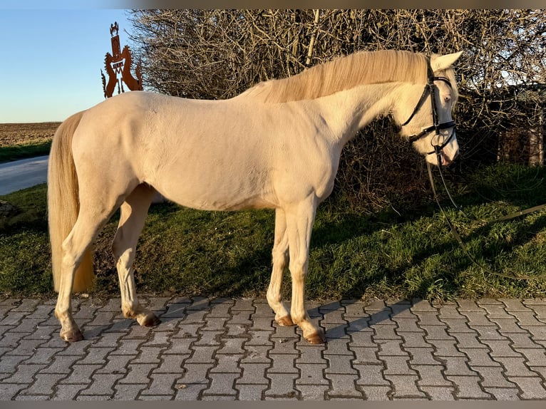German Riding Pony Gelding 4 years 14 hh Cremello in ErdmannhausenErdmannhausen