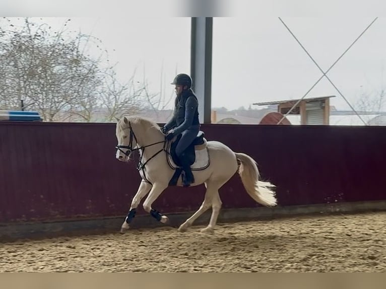 German Riding Pony Gelding 4 years 14 hh Cremello in ErdmannhausenErdmannhausen