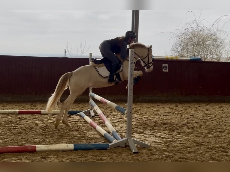 German Riding Pony Gelding 4 years 14 hh Cremello in ErdmannhausenErdmannhausen