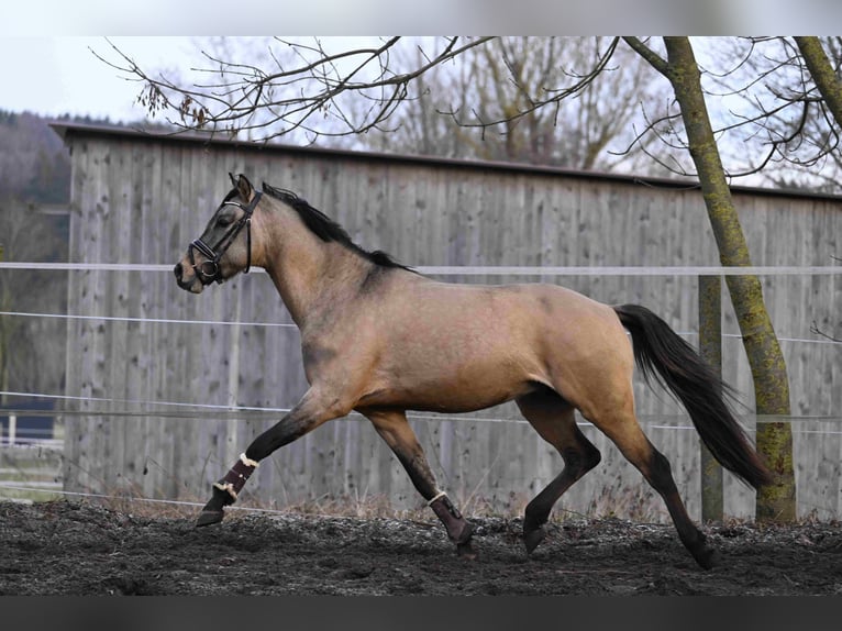 German Riding Pony Gelding 4 years 14 hh Dun in Ebersbach an der Fils