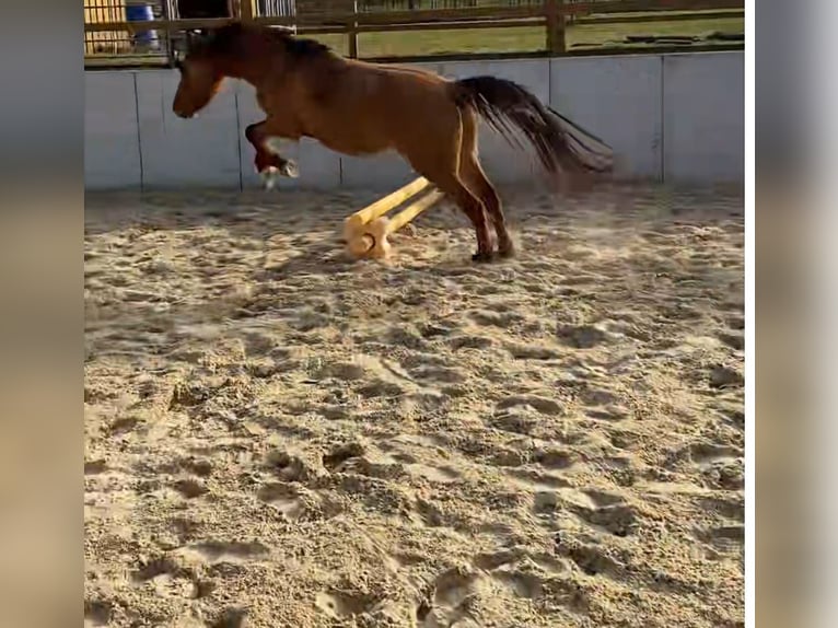 German Riding Pony Gelding 4 years 14 hh Dun in Homberg (Ohm)