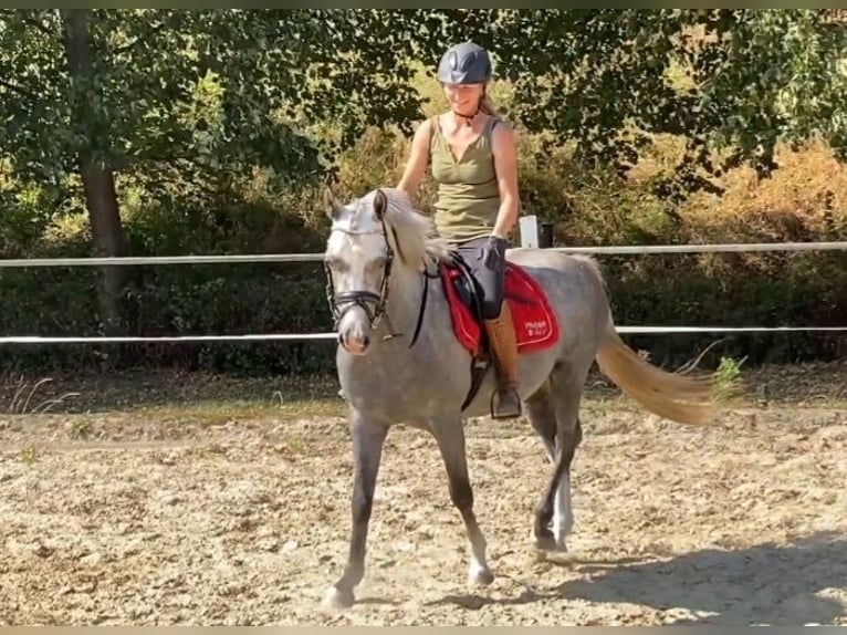 German Riding Pony Gelding 4 years 14 hh Gray-Dapple in Salzwedel