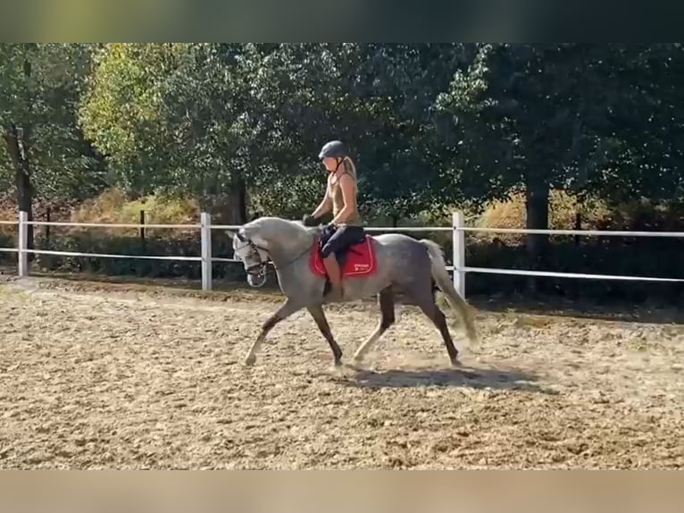 German Riding Pony Gelding 4 years 14 hh Gray-Dapple in Salzwedel