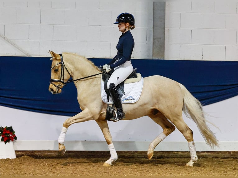 German Riding Pony Gelding 4 years 14 hh Palomino in Marsberg