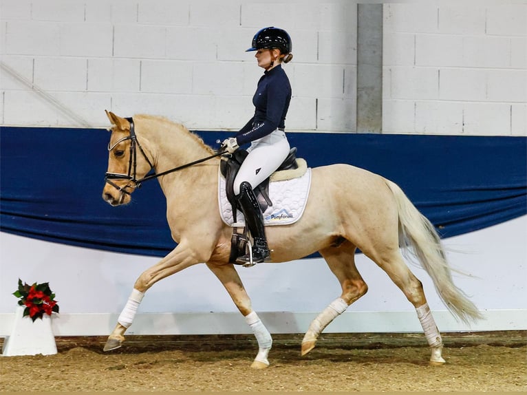 German Riding Pony Gelding 4 years 14 hh Palomino in Marsberg