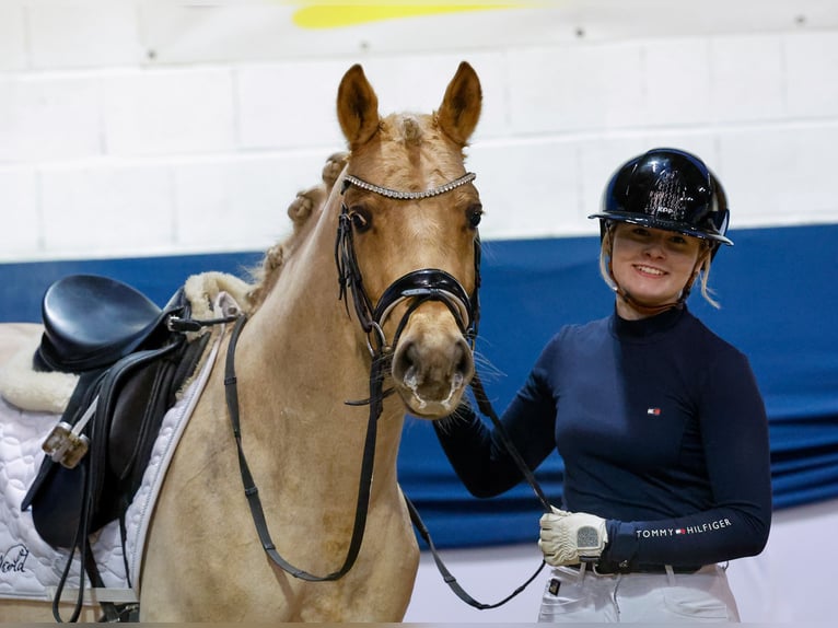 German Riding Pony Gelding 4 years 14 hh Palomino in Marsberg