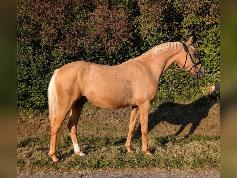 German Riding Pony Gelding 4 years 14 hh Palomino in Plech