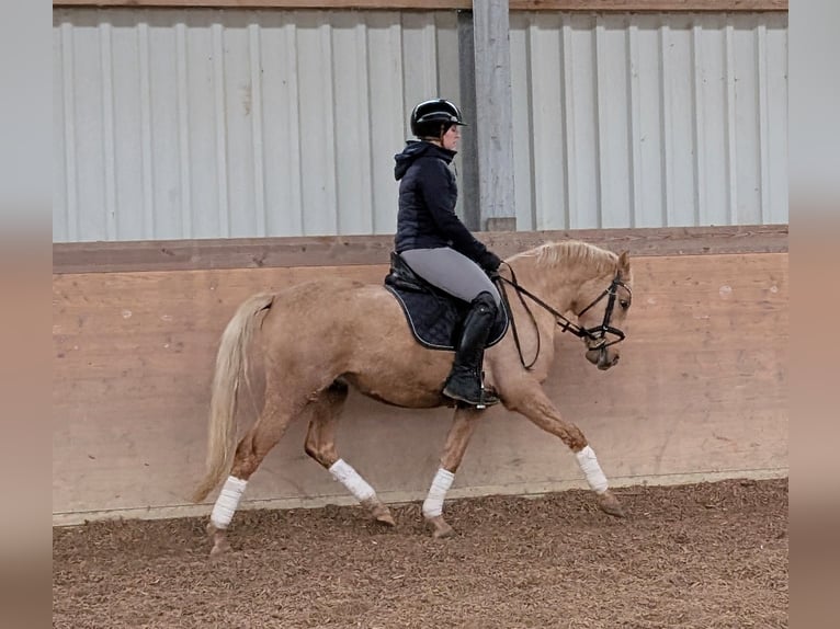 German Riding Pony Gelding 4 years 14 hh Palomino in Plech