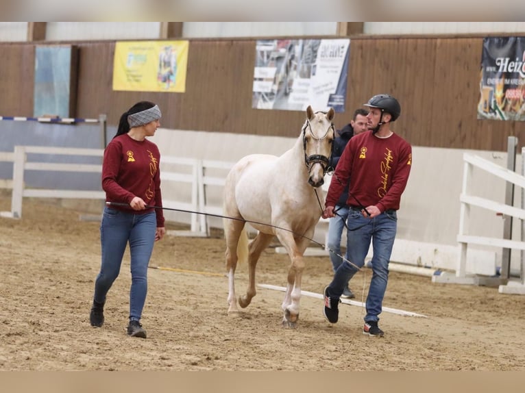 German Riding Pony Gelding 4 years 14 hh Palomino in Zolling