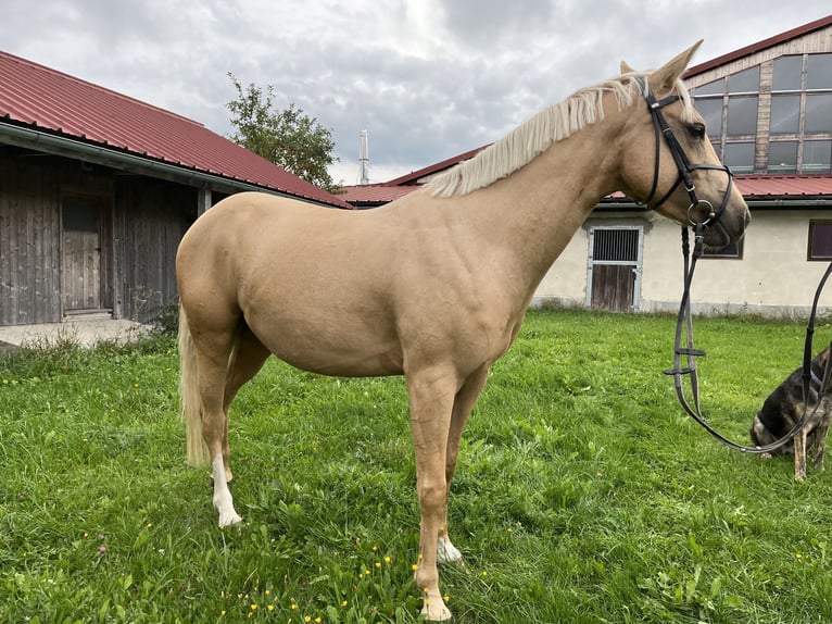 German Riding Pony Mix Gelding 4 years 14 hh Pearl in Neureichenau