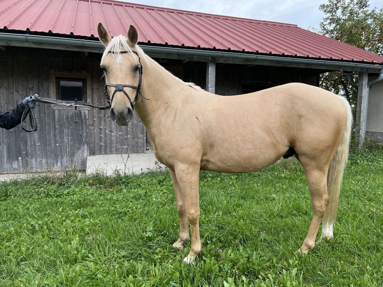 German Riding Pony Mix Gelding 4 years 14 hh Pearl in Neureichenau