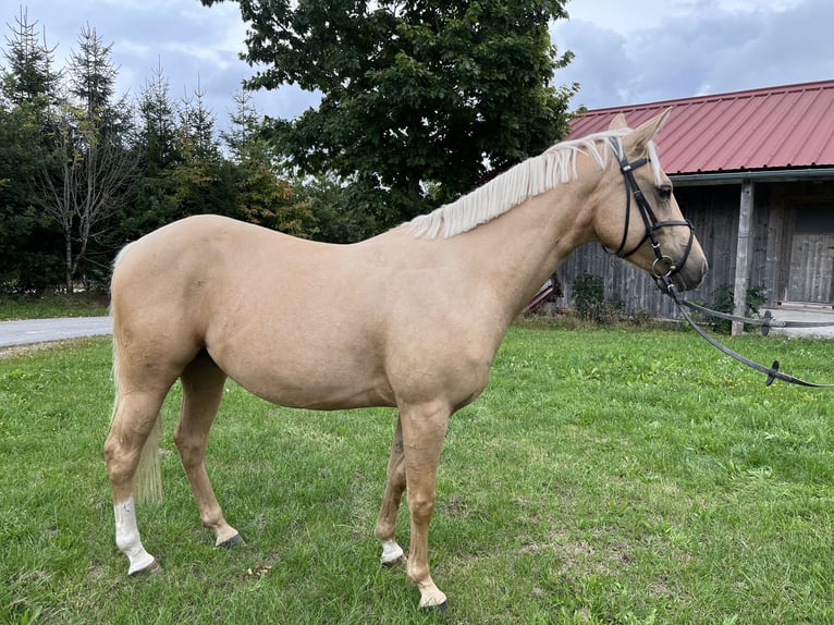 German Riding Pony Mix Gelding 4 years 14 hh Pearl in Neureichenau