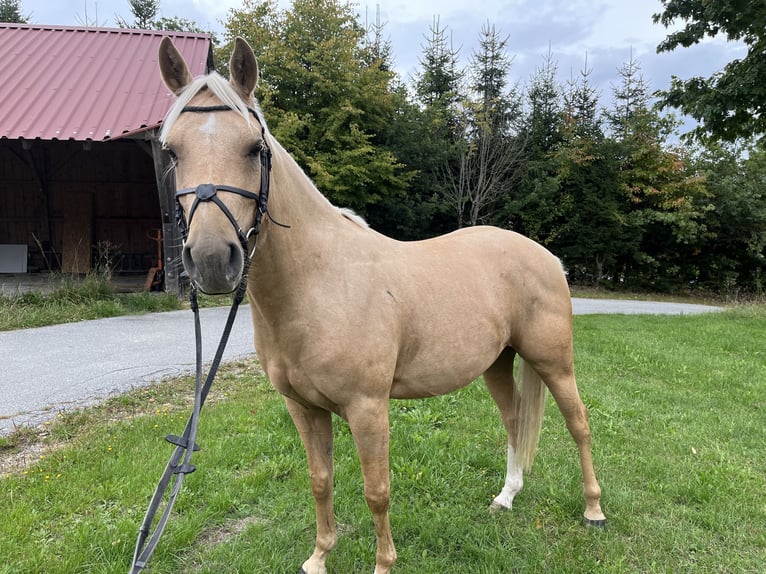 German Riding Pony Mix Gelding 4 years 14 hh Pearl in Neureichenau