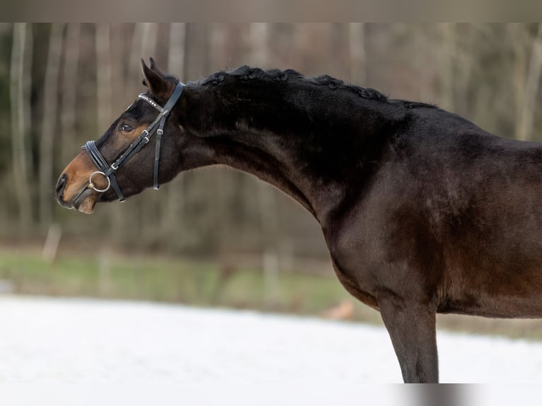 German Riding Pony Gelding 4 years 14,1 hh Bay-Dark in Heinzenbach