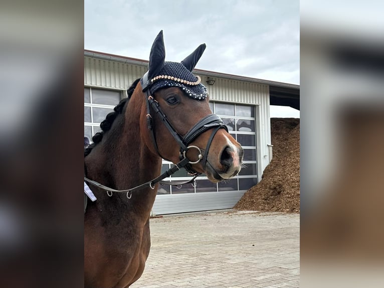 German Riding Pony Gelding 4 years 14,1 hh Bay-Dark in Altheim (Alb)