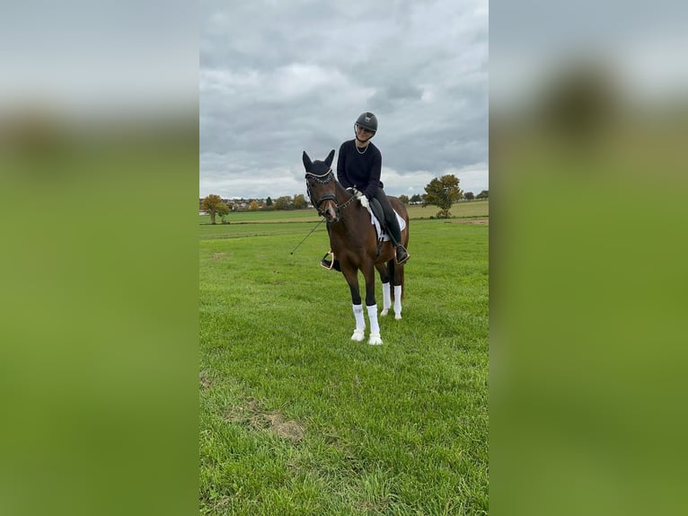 German Riding Pony Gelding 4 years 14,1 hh Bay-Dark in Altheim (Alb)