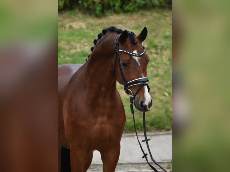 German Riding Pony Gelding 4 years 14,1 hh Bay-Dark in F&#xFC;rstenau