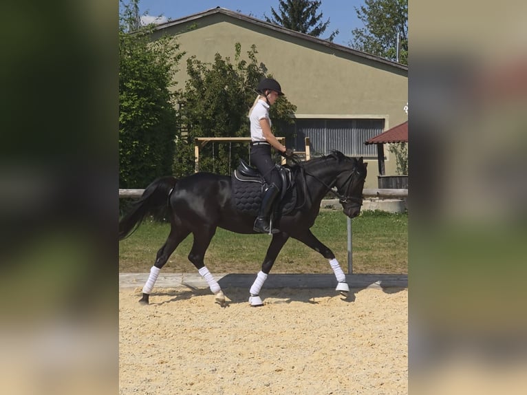 German Riding Pony Gelding 4 years 14,1 hh Black in Wassertrüdingen