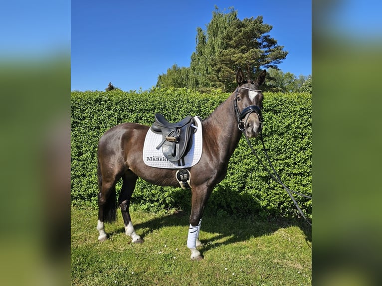 German Riding Pony Gelding 4 years 14,1 hh Black in Bresewitz