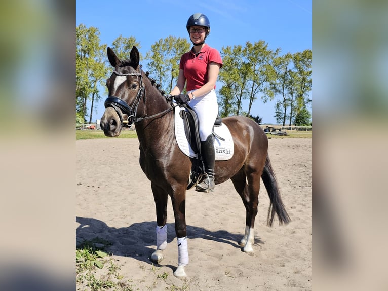 German Riding Pony Gelding 4 years 14,1 hh Black in Bresewitz