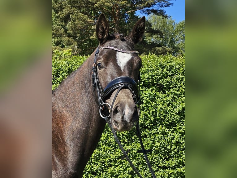 German Riding Pony Gelding 4 years 14,1 hh Black in Bresewitz