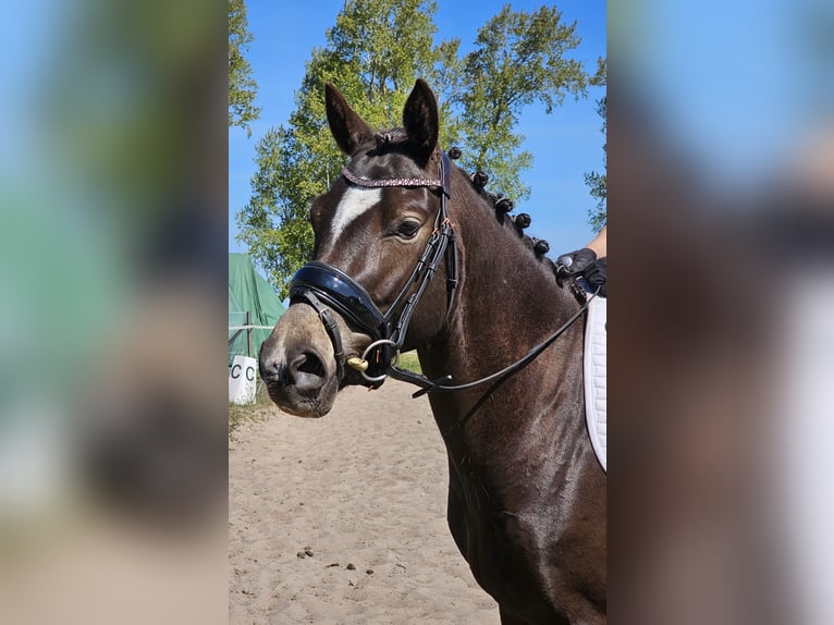 German Riding Pony Gelding 4 years 14,1 hh Black in Bresewitz