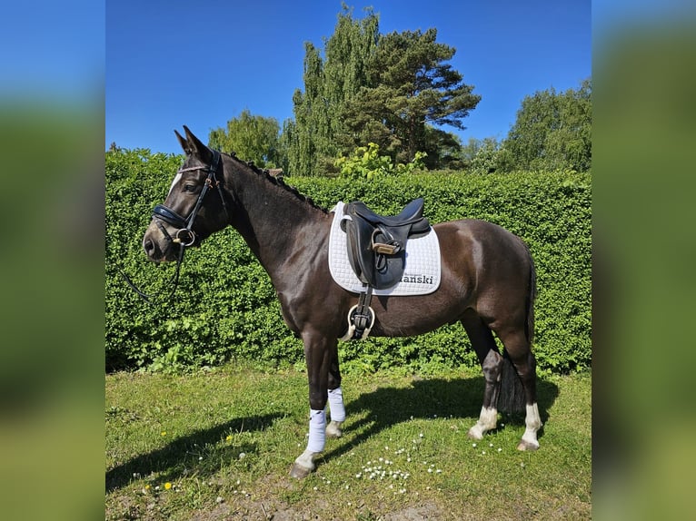 German Riding Pony Gelding 4 years 14,1 hh Black in Bresewitz
