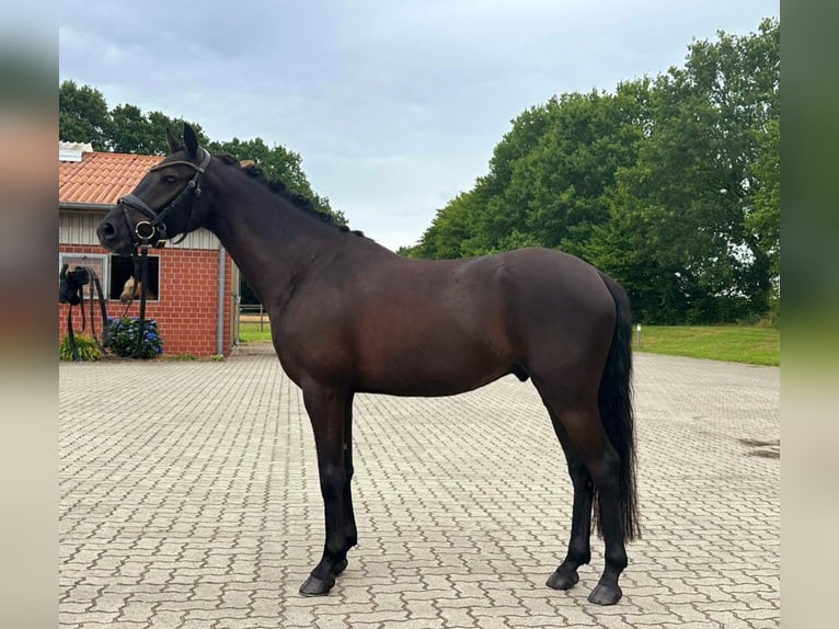 German Riding Pony Gelding 4 years 14,1 hh Black in Frelsdorf