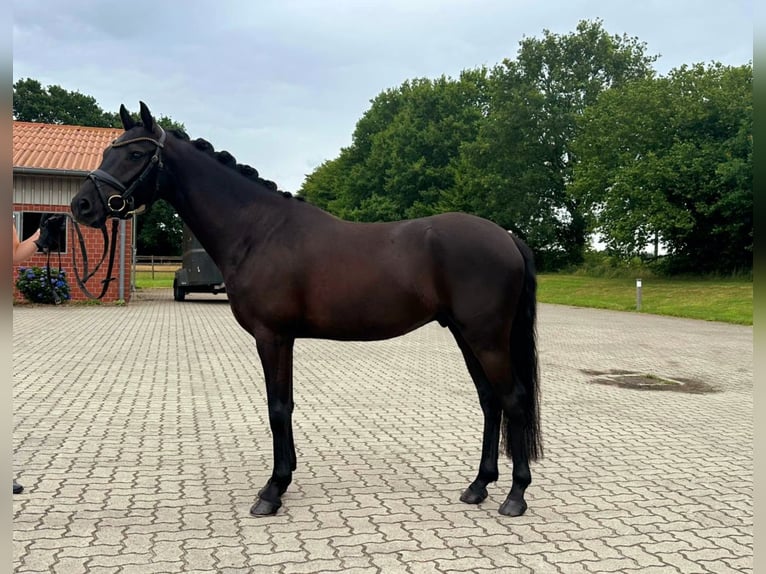 German Riding Pony Gelding 4 years 14,1 hh Black in Frelsdorf