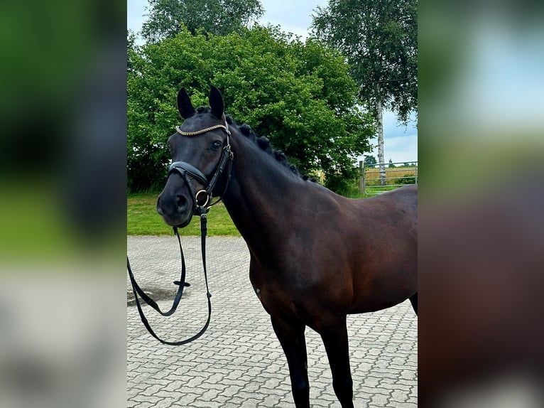 German Riding Pony Gelding 4 years 14,1 hh Black in Frelsdorf