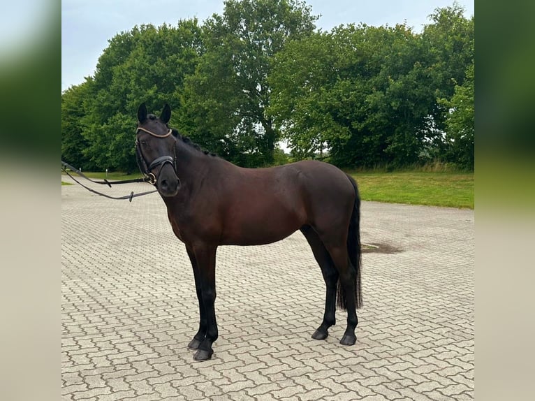 German Riding Pony Gelding 4 years 14,1 hh Black in Frelsdorf