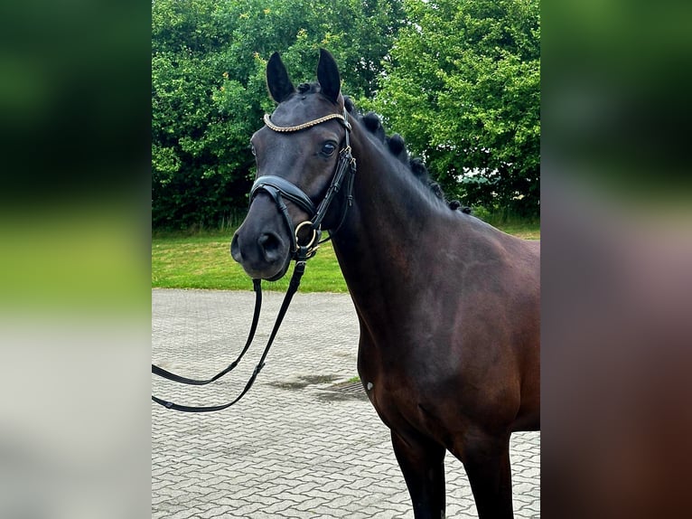 German Riding Pony Gelding 4 years 14,1 hh Black in Frelsdorf