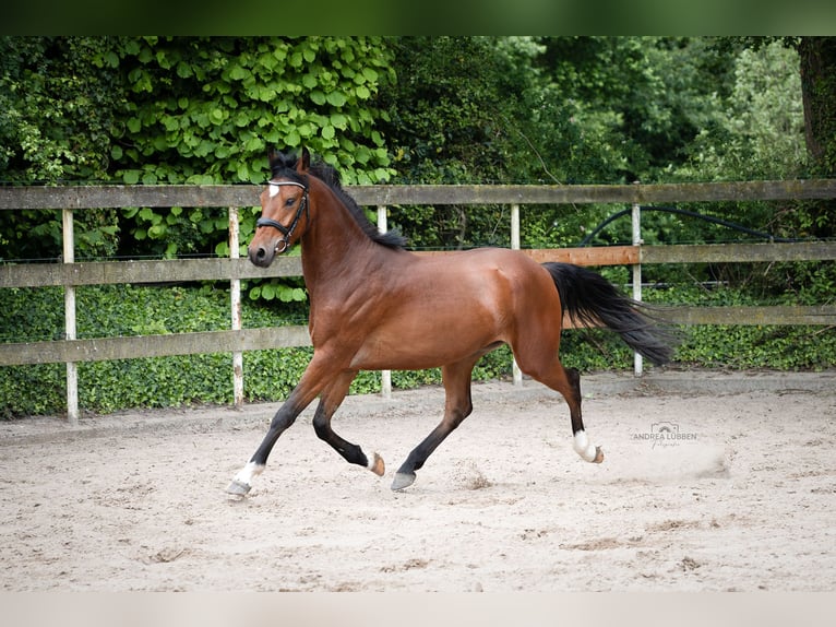 German Riding Pony Gelding 4 years 14,1 hh Brown in Nordhorn
