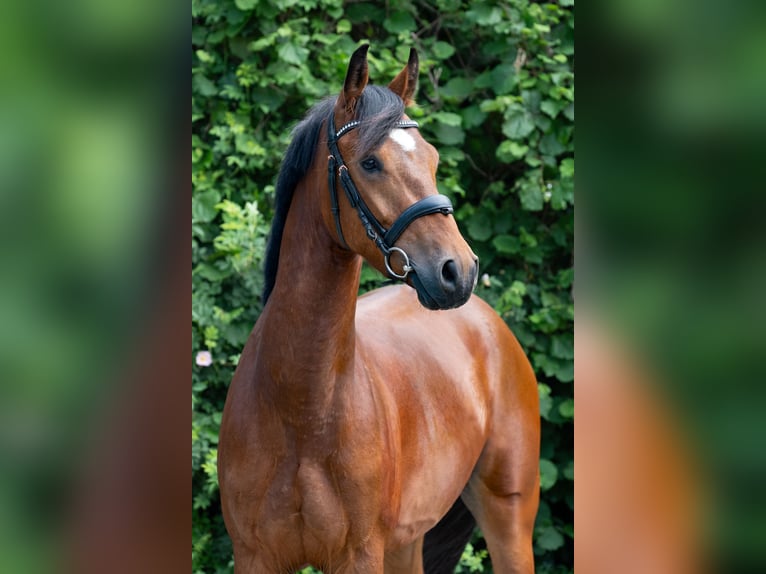 German Riding Pony Gelding 4 years 14,1 hh Brown in Nordhorn