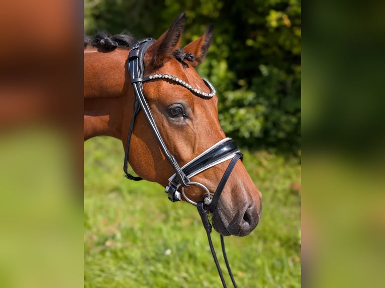 German Riding Pony Gelding 4 years 14,1 hh Brown in Plech
