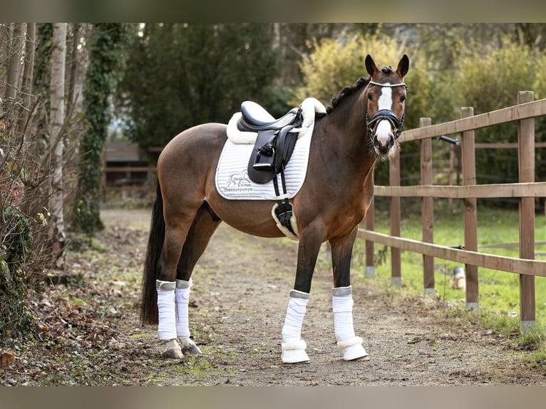 German Riding Pony Gelding 4 years 14,1 hh Brown in Lünen