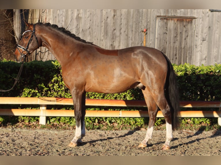 German Riding Pony Gelding 4 years 14,1 hh Brown in Reeßum