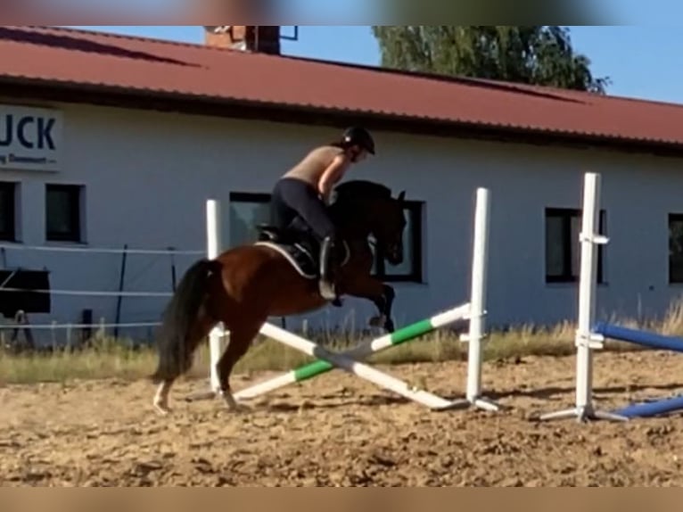 German Riding Pony Gelding 4 years 14,1 hh Brown in Neuferchau