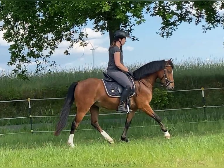 German Riding Pony Gelding 4 years 14,1 hh Brown in Neuferchau