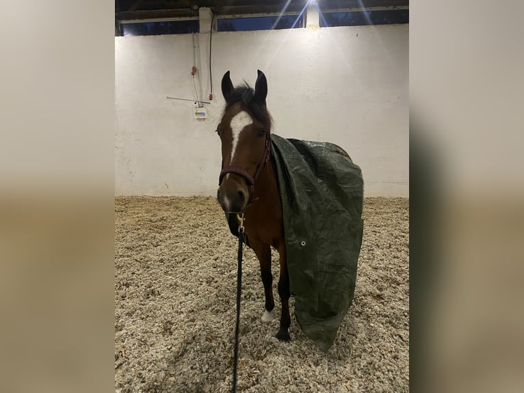 German Riding Pony Gelding 4 years 14,1 hh Brown in Neuferchau
