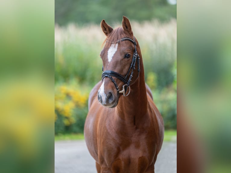 German Riding Pony Gelding 4 years 14,1 hh Chestnut in Badbergen