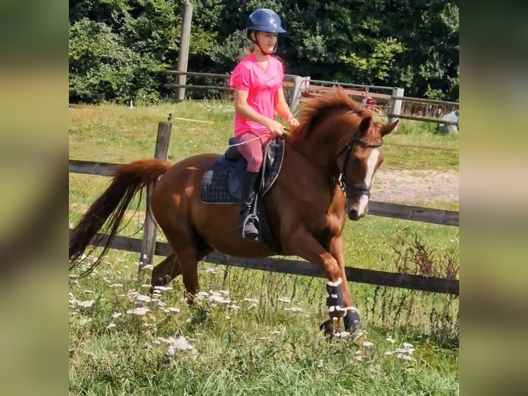 German Riding Pony Gelding 4 years 14,1 hh Chestnut-Red in Ritterhude