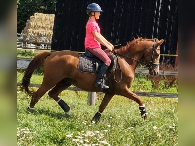 German Riding Pony Gelding 4 years 14,1 hh Chestnut-Red in Ritterhude