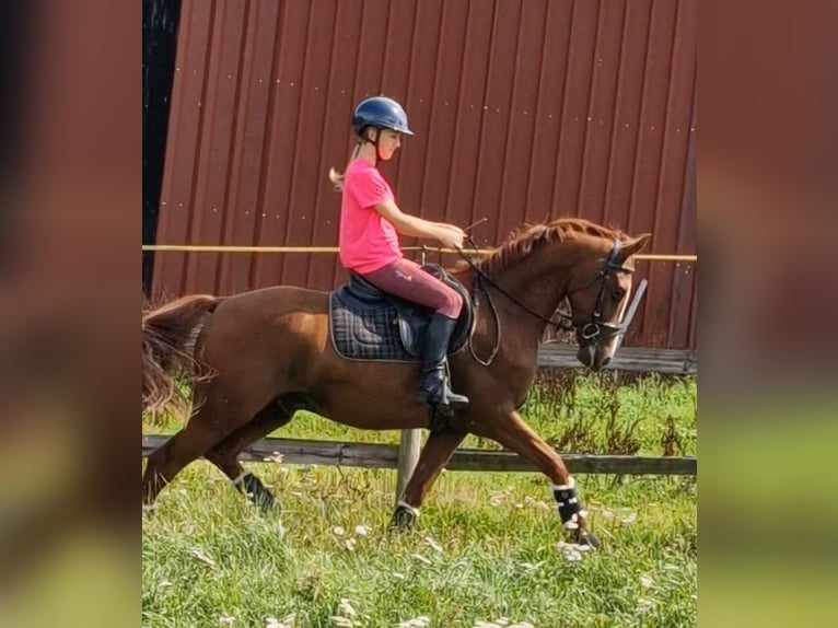 German Riding Pony Gelding 4 years 14,1 hh Chestnut-Red in Ritterhude