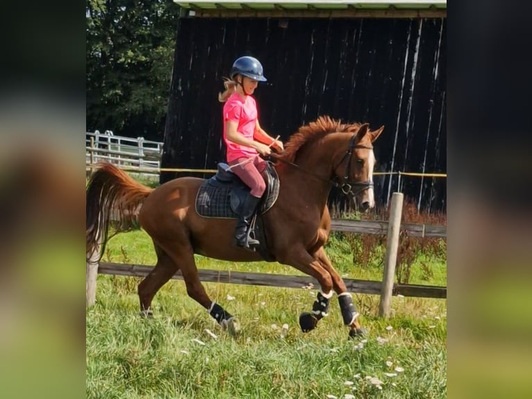German Riding Pony Gelding 4 years 14,1 hh Chestnut-Red in Ritterhude