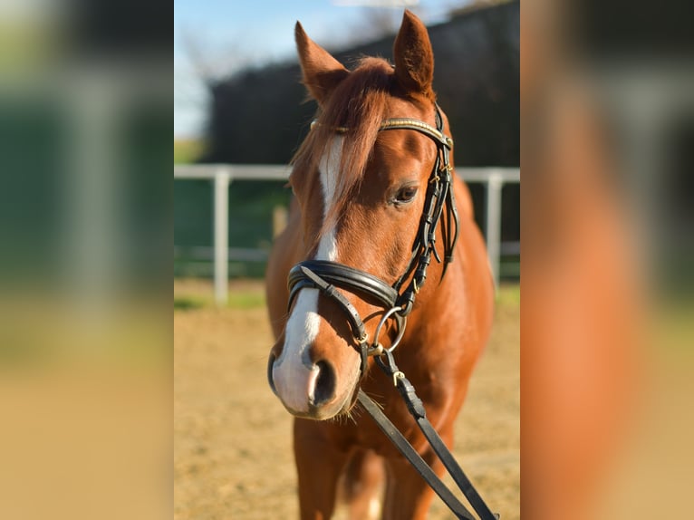 German Riding Pony Gelding 4 years 14,1 hh Chestnut-Red in Geilenkirchen